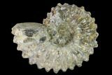Bumpy Ammonite (Douvilleiceras) Fossil - Madagascar #134179-1